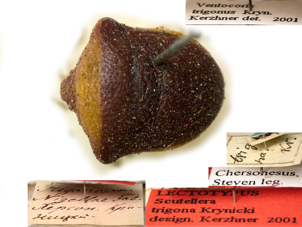 Ventocoris trigonus (Krynicki, 1871)